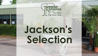 Buy Jackson's Selection plants