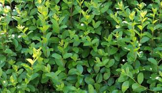 Hedges and Hedging plants