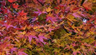 Autumn interest plants