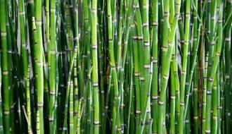 Bambusové rastliny záhradného centra Wyevale