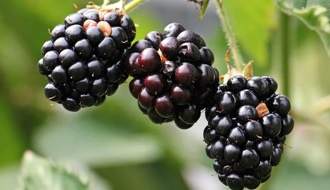 Blackberry plants