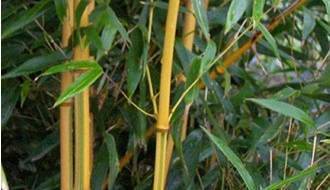 Easy to grow bamboo plants