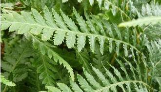 Easy to grow fern plants