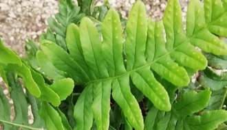 Evergreen fern plants