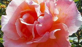 Fragrant rose plants