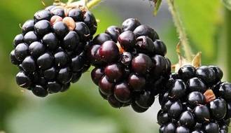 Fruit plants for attracting wildlife