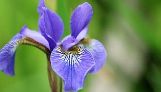Iris plants