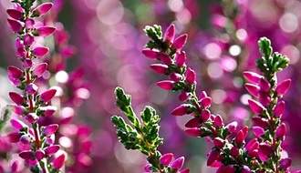 Pink flowering heathers