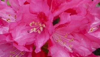 Pink flowering rhododendrons