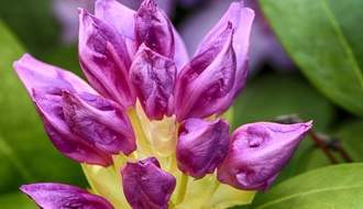 Purple flowering rhododendrons