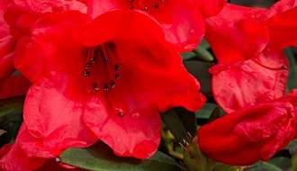 Red flowering rhododendrons
