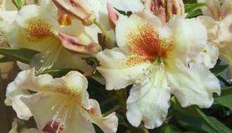Rhododendron plants for containers