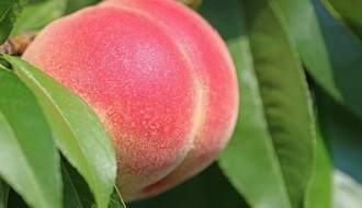 Shop all fruit trees