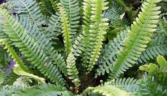 Small fern plants