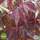 Buy Acer palmatum Burgundy Lace (Japanese Maple) online from Jacksons Nurseries