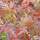 Buy Acer palmatum dissectum Orangeola (Japanese Maple) online from Jacksons Nurseries