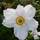 Buy Anemone x hybrida Honorine Jobert online from Jacksons Nurseries