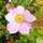 Buy Anemone x hybrida Königin Charlotte (Japanese Anemone) online from Jacksons Nurseries