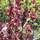 Buy Berberis thunbergii f. atropurpurea Helmond Pillar (Barberry) online from Jacksons Nurseries