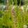 Buy Calluna vulgaris Aurea (Scots Heather) online from Jacksons Nurseries