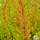 Buy Calluna vulgaris Blazeaway (Scots Heather) online from Jacksons Nurseries