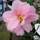 Buy Camellia x williamsii Donation (Camellia) online from Jacksons Nurseries