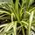 Buy Carex oshimensis Evergold online from Jacksons Nurseries
