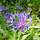 Buy Centaurea montana Grandiflora (Cornflower) online from Jacksons Nurseries