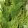 Buy Chamaecyparis lawsoniana Alumigold online from Jacksons Nurseries