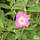 Buy Cistus x argenteus Silver Pink (Grayswood Pink) (Rock Rose (syn. Cistus Silver Pink)) online from Jacksons Nurseries