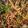 Buy Cornus sanguinea Midwinter Fire (Dogwood) online from Jacksons Nurseries