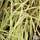 Buy Cortaderia selloana Splendid Star (Pampas Grass) online from Jacksons Nurseries