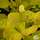 Buy Cotinus coggygria Golden Spirit (Smoke Bush) online from Jacksons Nurseries
