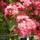 Buy Crataegus laevigata Rosea Flore Pleno (Midland Hawthorn) online from Jacksons Nurseries