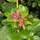 Buy Escallonia rubra var. macrantha (Escallonia) online from Jacksons Nurseries