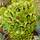 Buy Euphorbia x martinii (Spurge) online from Jacksons Nurseries