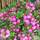Buy Gaultheria mucronata Rosea (Female Prickly Heath (Pernettya)) online from Jacksons Nurseries