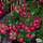 Buy Gaultheria mucronata Rubra (Female Prickly Heath (Pernettya)) online from Jacksons Nurseries