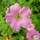 Buy Geranium x oxonianum Wargrave Pink (Cranesbill) online from Jacksons Nurseries