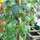 Buy Hedera helix Green Ripple online from Jacksons Nurseries