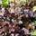 Buy Heuchera villosa Palace Purple (Coral Bells) online from Jacksons Nurseries