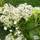 Buy Hydrangea anomala petiolaris online from Jacksons Nurseries