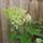 Buy Hydrangea paniculata Kyushu (Hydrangea) online from Jacksons Nurseries