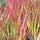 Buy Imperata cylindrica Red Baron (Blood Grass) online from Jacksons Nurseries