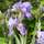 Buy Iris pallida Variegata (Great Purple Flag) online from Jacksons Nurseries