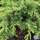 Buy Juniperus sabina Tamariscifolia online from Jacksons Nurseries