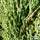Buy Juniperus scopulorum Skyrocket online from Jacksons Nurseries