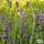 Buy Lavandula angustifolia Hidcote (Lavender) online from Jacksons Nurseries