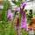 Buy Liatris spicata Floristan Violet (Blazing Star) online from Jacksons Nurseries
