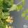 Buy Lonicera japonica Mint Crisp online from Jacksons Nurseries